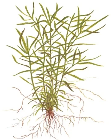 Heteranthera zosterifolia 1-2-Grow! In Vitro Tropica
